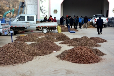 榆盤鎮(zhèn)中藥材喜獲豐收，特色產(chǎn)業(yè)繪就富民新圖景
